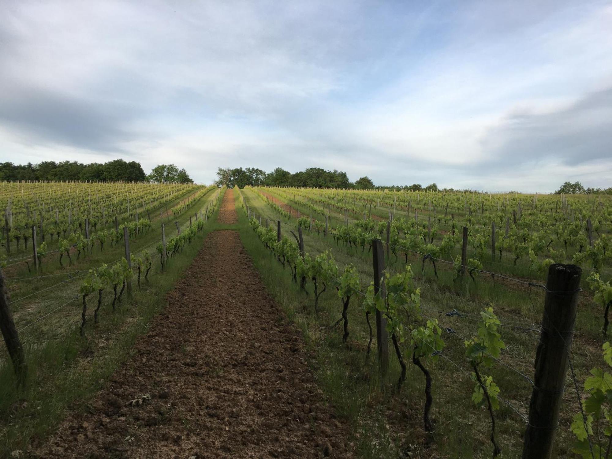Chateau Masburel Fougueyrolles Eksteriør bilde